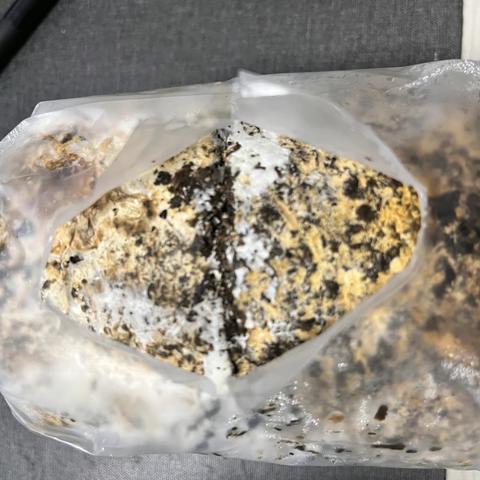 榆黄菇的生长记录