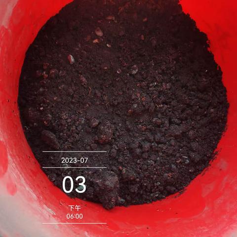 科学暑假观察活动——西瓜种植篇