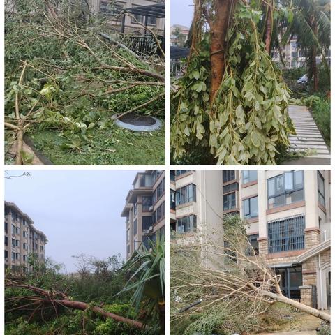 阳光总在风雨后，“摩羯”无情人有情 ——和风兰庭业主抗灾自救纪实