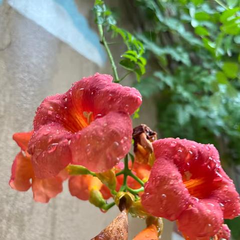 西安莲湖九臻幼儿园2025年秋季学期家庭经济困难幼儿政府资助申请