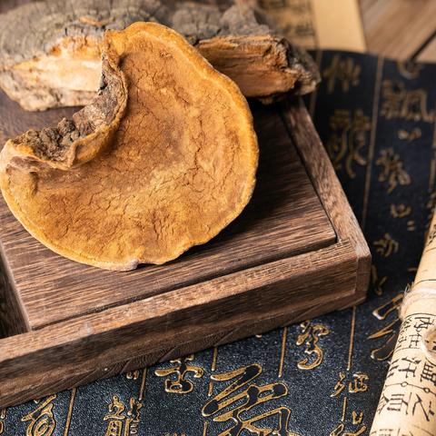 桑黄黑参茶简介