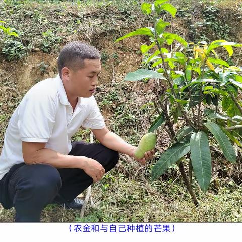 西洋江畔拓荒人   ——记文山州百名致富带头人农金和                      ◎李充