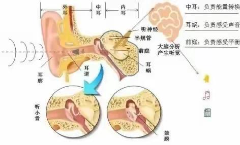 第二十五个全国爱耳日——西安市浐灞第十八小学健康科普知识宣传第十八期