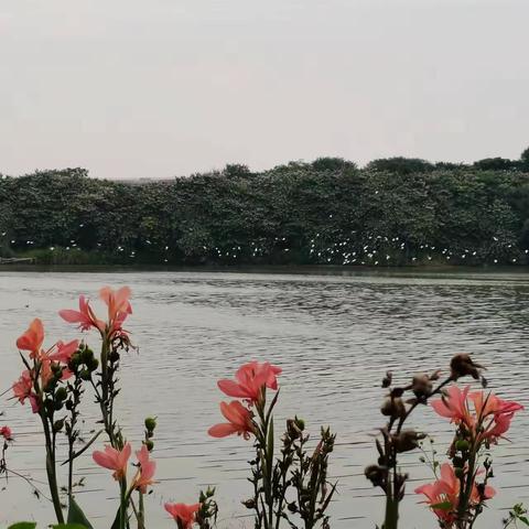 展生物特色 绽思维魅力 |  梅州市梅县区华侨中学高二级学生开展单元思维导图训练结硕果