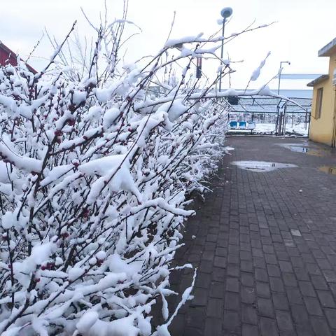 瑞雪育新绿，餐桌添鲜蔬 ——开鲁地区小菜园记实