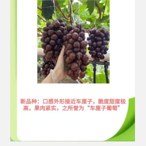 唐小四的文章