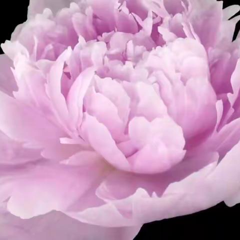 牡丹富贵-足欲生香 牡丹被誉为百花之王，代表着幸福，好运圆满浓情，富贵吉祥的象征！