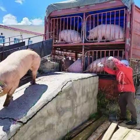 开展打击生猪私屠滥宰保障肉品安全 双节“百日”专项行动