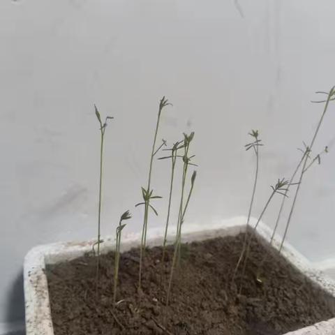 扑“面”而来——王禅路小学面粉大作战劳动实践活动