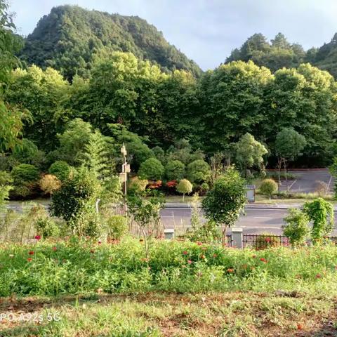 ［附中学子这样过暑假］微观植物世界 悟生命之绚烂——忻州师范学院附属中学2022级7班郝琪