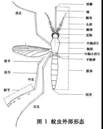 夏日炎炎 大有“蚊”章——中一班班本生成课程