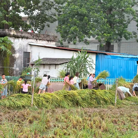 盛夏稻香伴童趣 亲子共绘丰收画卷 ——横栏小学开展亲子收割稻谷劳动教育实践活动