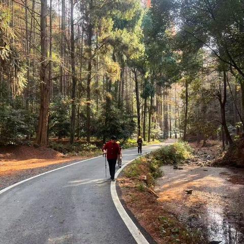 登楠木林，俯瞰千岛美景