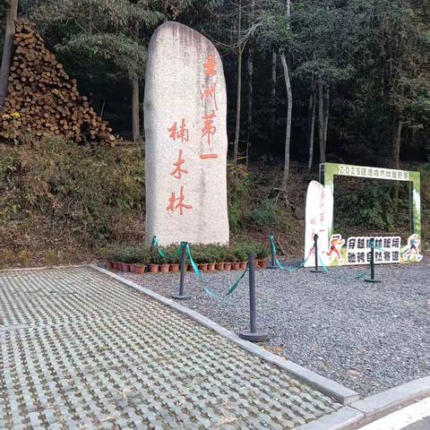 亚洲第一楠木林：山野间的生态诗篇
