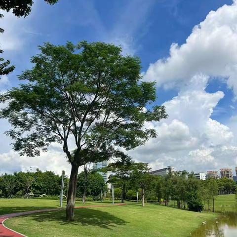 “千园联动，美创生活”香蜜公园慢跑 云开八班第六小组社会实践活动