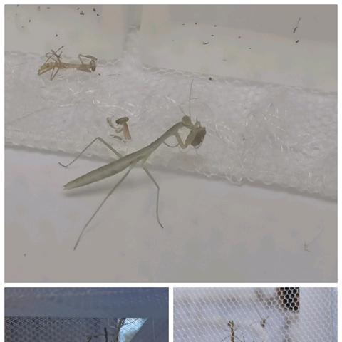 我的中华大刀螳螂养殖日记——蒲鞋市小学2023级3班洪宇麒