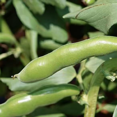 小蚕豆，大学问 ——张佳妍同学的蚕豆种植观察日记