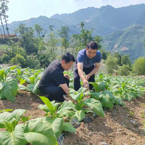 旬阳：实地调研金寨镇烟叶气象服务和人影作业点