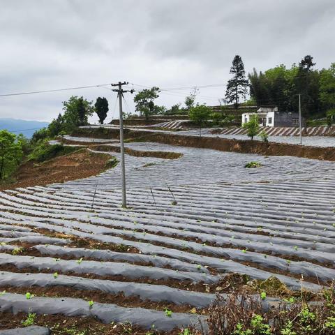花朗烟站烤烟栽后管理培训