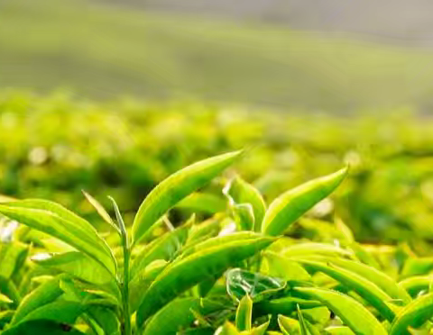 茶水变色之谜
