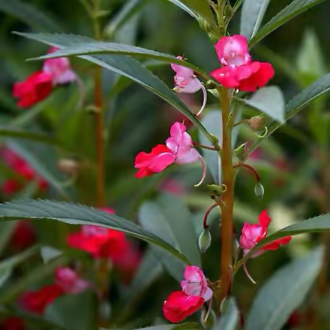 凤仙花种植观察记