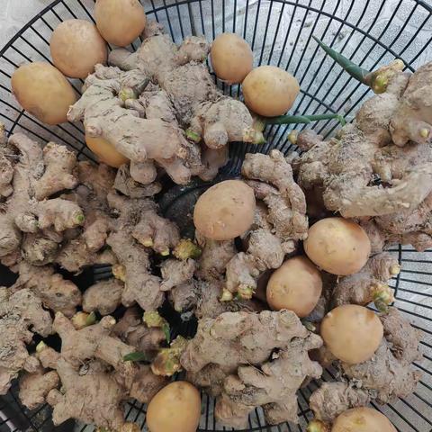 祁祁的科学小观察           ——种植生姜