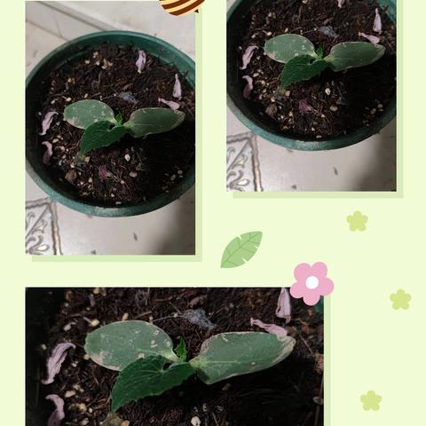 阳台黄瓜种植记