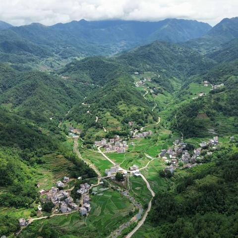 党建引领 — 黄沙村高山红薯喜迎收获的季节