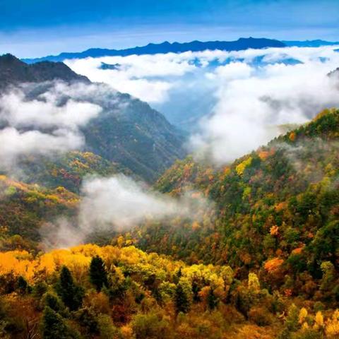 11月4日出发！狼行狂野｜说走就走【秋意浓丨抢占名额】丨第十五届城口彩叶文化旅游节丨穿越大巴山秋色长廊3日浪漫摄行自驾之旅，正在火热报名中，优惠活动只要399元！