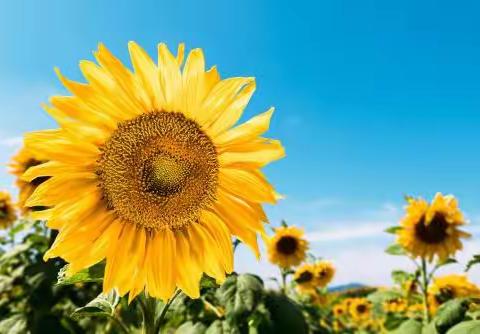 活力秋趣 快乐童年            建塘小学四（3）班秋游活动