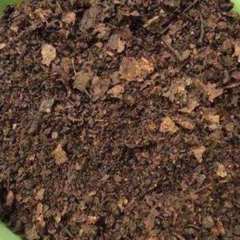 不用太阳的蘑菇 —— 蘑菇发芽和土壤的关系