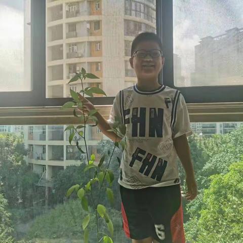 我的小辣椒种植成长日志 2019级5班   郑同昊