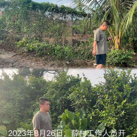 城西镇薛村禁止焚烧秸秆及槟榔土法熏烤巡查工作简报