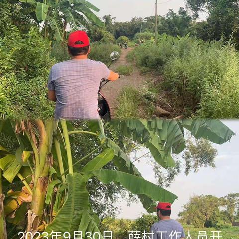 城西镇薛村禁止焚烧秸秆及槟榔土法熏烤巡查工作简报