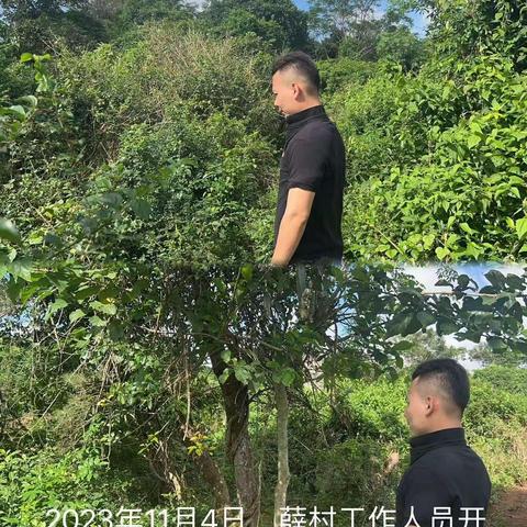 城西镇薛村禁止焚烧秸秆及槟榔土法熏烤巡查工作简报