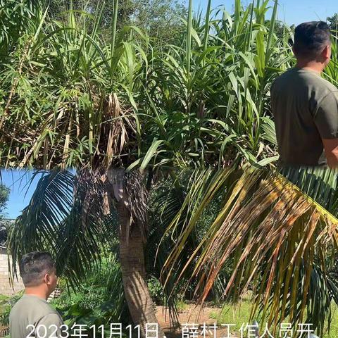 城西镇薛村禁止焚烧秸秆及槟榔土法熏烤巡查工作简报