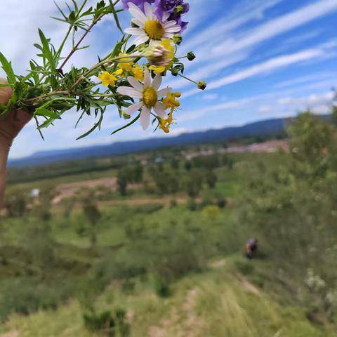 风铃草(ꄱੈˍꄱੈ)的简篇