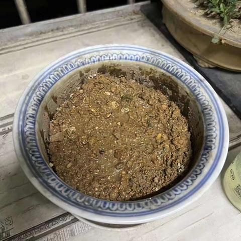 小小薄荷成长记