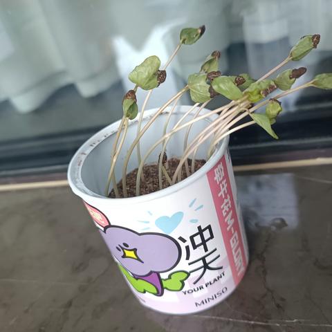 夏季牵牛花种植实验