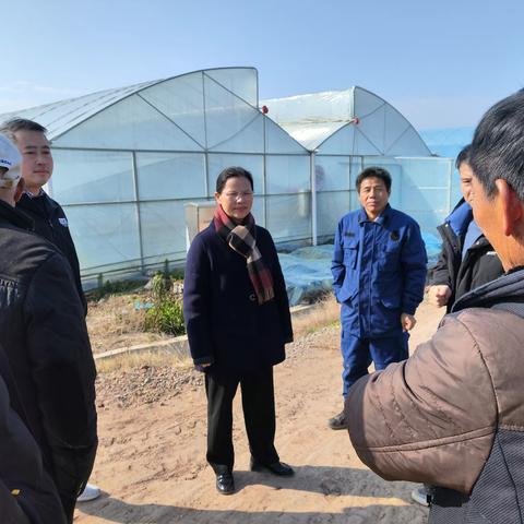 县长颜萍深入株良镇督导设施蔬菜生产
