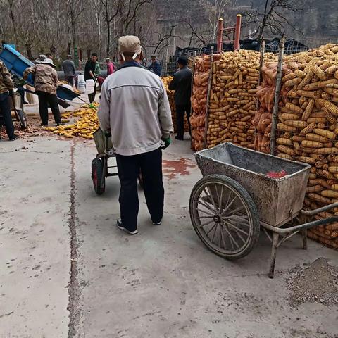 又是一个丰收年：河南村民在村干部和网格员的培通下，互相帮助，在打一年的辛勤劳动和用汗水还来的成果，有的上大车，有的推小车，都兴高采烈地忙碌着卖玉米，为囯家做的小贡献。