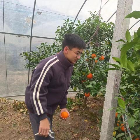 验收橘之趣，助农夫之乐