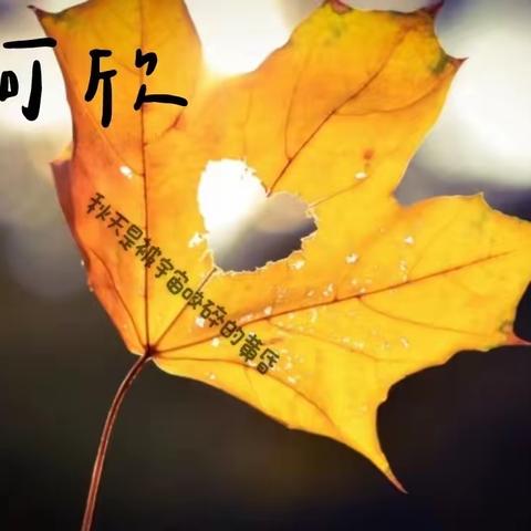 凌云（六）班 孩子们眼中的美丽浪漫秋天🍂