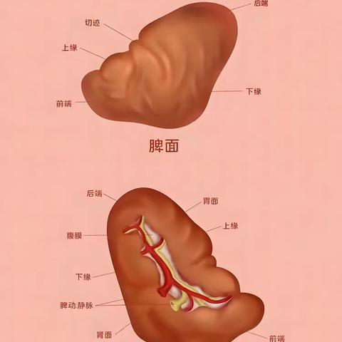 外伤需谨慎，严防脾破裂