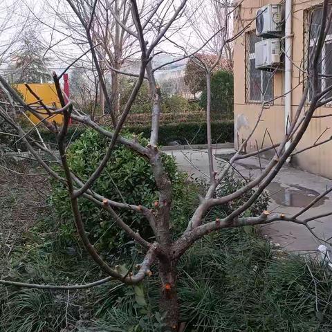 零基础学习果树修剪