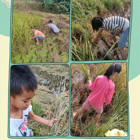 劳动砺心志，实践促成长——沙坡镇仙山小学开展农忙社会劳动实践活动