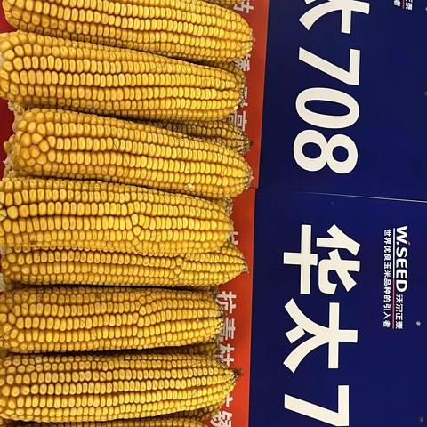 智者抢滩 涿鹿中原 沃尔正泰黄淮海黄金席位抢占中-华太708