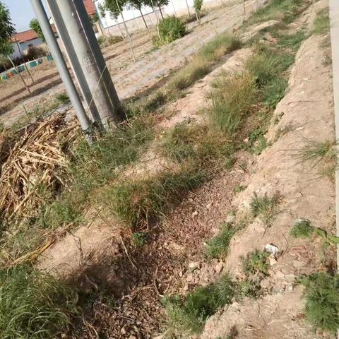清理路边杂草，美化村庄环境