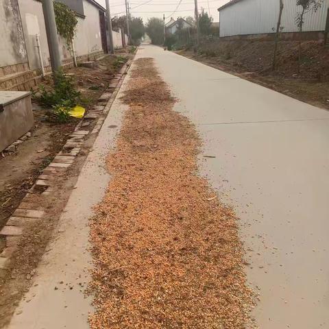 占道晒粮隐患多 安全出行需重视
