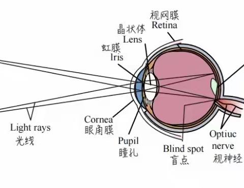 凹透镜与凸透镜的秘密